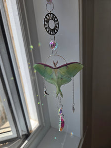 Luna moth silver dream